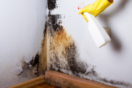 Как убрать плесень на стенах квартиры: самые эффективные средства