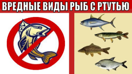 Гастроэнтеролог Лебедева назвала самую вредную рыбу