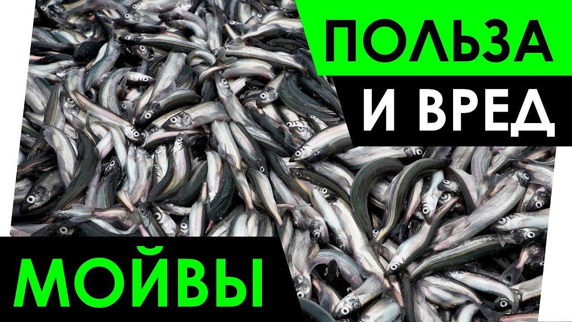 МОЙВА: ПОЛЬЗА И ВРЕД ДЛЯ ОРГАНИЗМА