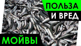 МОЙВА: ПОЛЬЗА И ВРЕД ДЛЯ ОРГАНИЗМА