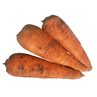 Морковь грязная ПЦ - 