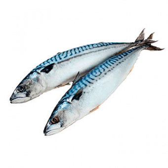 П/ф из рыбы Скумбрия (из замороженного сырья), (СП ГМ) - 